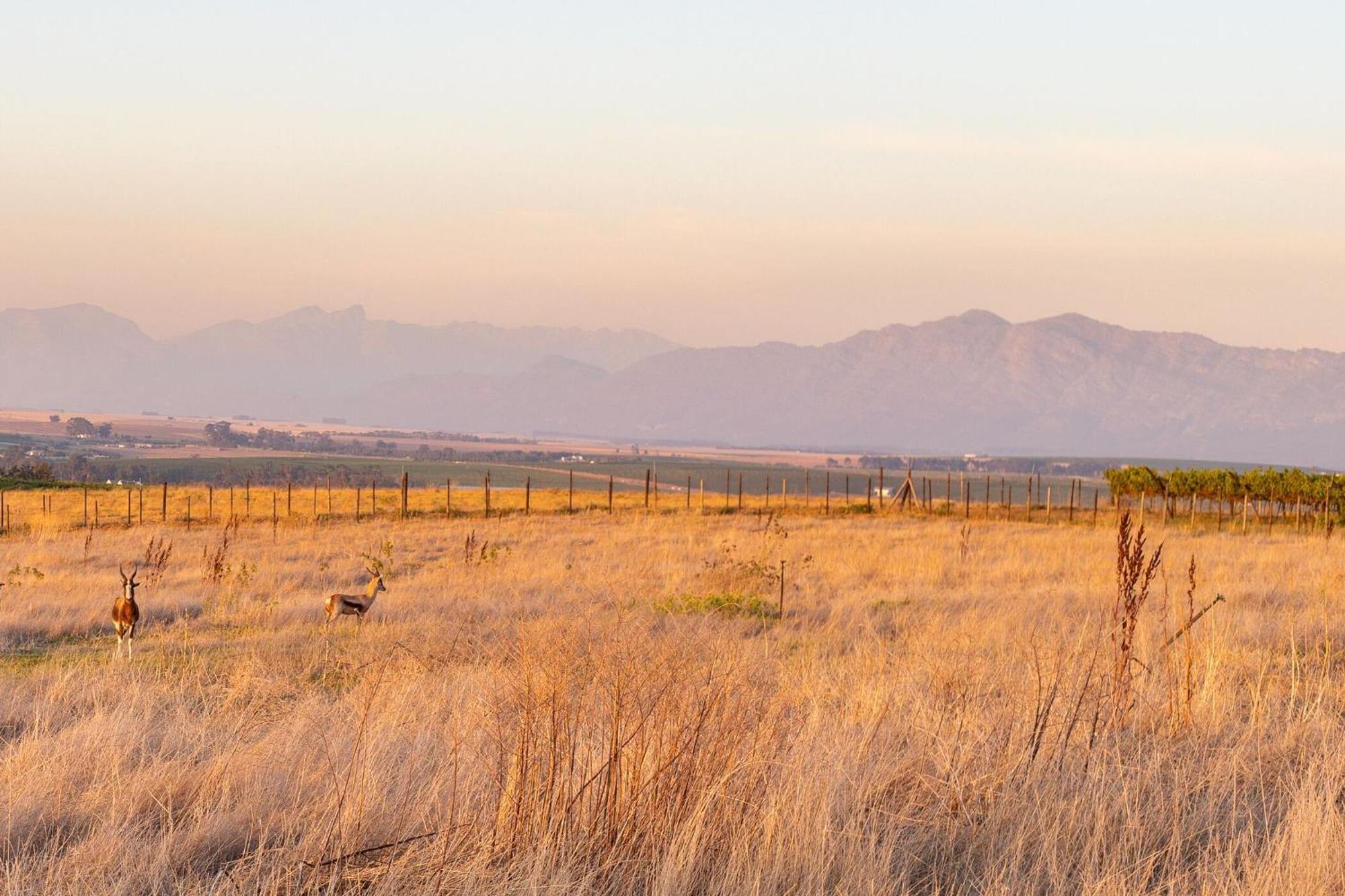 Bakenhof Winelands Lodge Paarl Ngoại thất bức ảnh